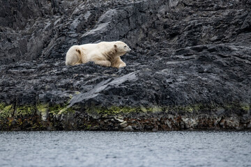 Fototapeta na wymiar Polar bear in high Arctic