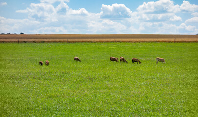 rural scenery with goats