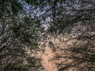 sunset in the forest