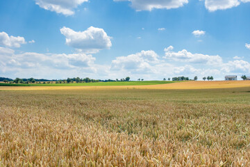 rural scenery at summer time