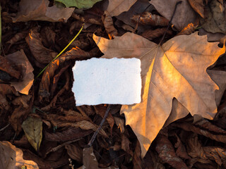 Blank message paper on autumn forest background