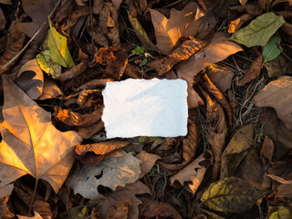 Blank message paper on autumn forest background