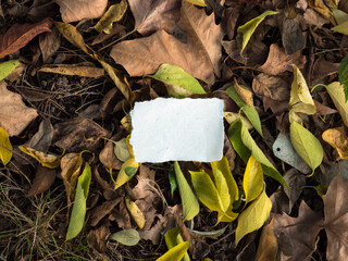 Blank message paper on autumn forest background