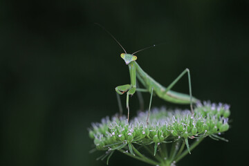 Mantis lives on weeds in the North China Plain