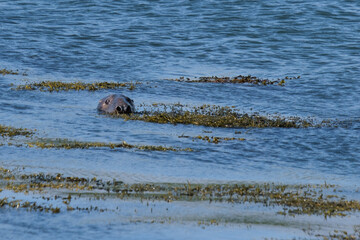  Grey Seal (Halichoerus grypus) at Killard Point, Northern Ireland, UK © Francesco
