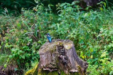 Kingfisher (Alcedo atthis)