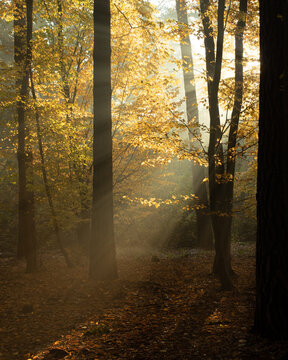 Fototapeta jesienny wschód słońca w lesie