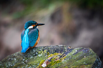 Kingfisher (Alcedo atthis)