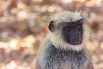 Portrait of Gray langur (Semnopithecus), also called Hanuman langur, a monkey native to the Indian subcontinent and fairly widespread, inhabiting forests, open woodland and also urban areas.  