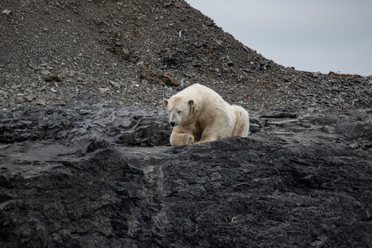 Polar bear in high Arctic