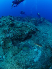 Fototapeta na wymiar sting ray fish underwater scuba divers around stingray ocean scenery of human and animal