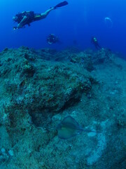 sting ray fish underwater scuba divers around stingray ocean scenery of human and animal