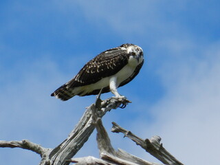 elegant osprey perched triumphantly