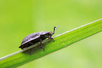 Carabidae insect live on green leaves