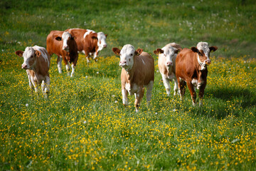 Herd of cows