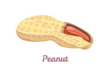 Peanut icon. Vector illustration of healthy food in cartoon flat style.