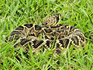 Diamondback Rattlesnake rattler coiled