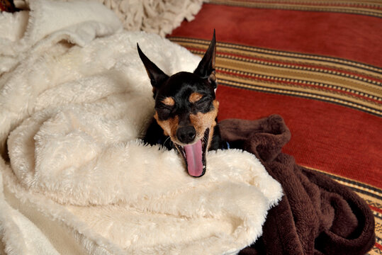 perro mini pincher durmiendo en una manta 