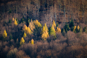 Kolorowe jesienne drzewa na zboczu wzgórza