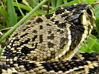beautiful eastern diamondback snake in the grass