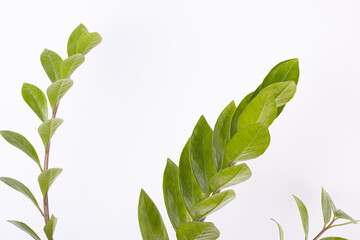 green house plant zamiokulkas on a white background