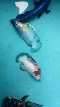 A number of ornamental betta fish are in the aquarium in Poris Jaya, Tangerang City, Banten, Saturday (19-12-2020).&nbsp;Various types of ornamental Betta fish are cultivated in that place.