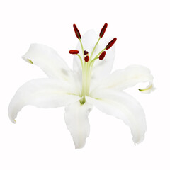 Fototapeta na wymiar delicate white lily isolated from background