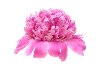flower pink peony isolated from background