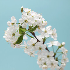 cherry flowers on a blue background