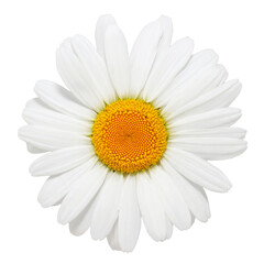 chamomile flower on white background
