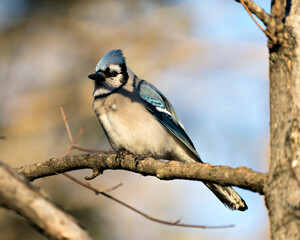 Blue Jay Stock Photo. Blue Jay close-up perched on a branch with a blur background in the forest environment and habitat displaying blue feather plumage wings. Image. Picture. Portrait.