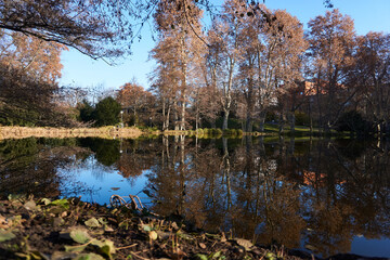 Fallen leaves in front of a lake in the park with trees reflecting in the water