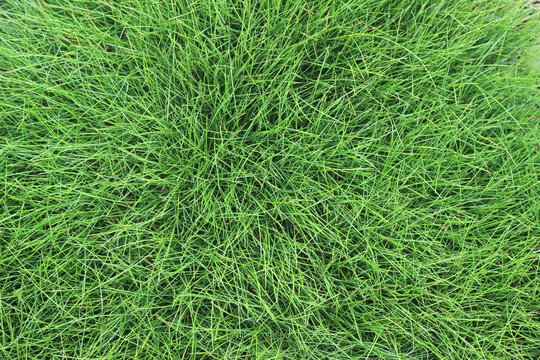 Green grass lawn background