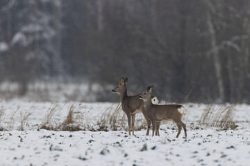 Winter landscape of roe deer herd © Aleksander Bolbot