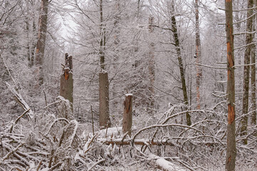 Wintertime landscape of snowy deciduous stand