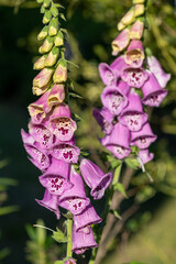 Close up of a pink foxglove (digitalis) in bloom in the garden © tom