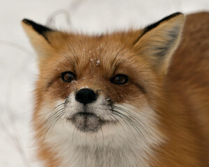 Obraz premium Red Fox Stock Photos. Red fox head shot close-up profile view in the winter season in its environment and habitat with snow background displaying bushy fox tail, fur. Fox Image. Picture. Portrait.