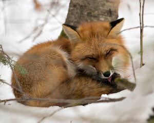  Red Fox Stock Photos. Close-up profile view in the winter season in its environment and habitat...