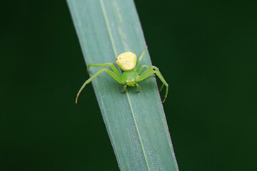 Spiders on wild plants, North China