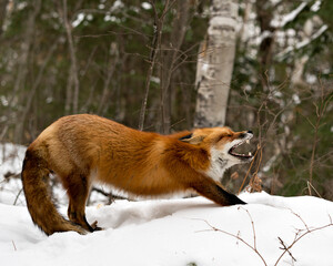  Red Fox Stock Photos. Red fox yawning and stretching displaying open mouth, teeth, tongue, bushy fox tail, fur in the winter season in its environment with snow forest  background  Fox Image. Picture