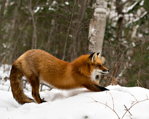  Red Fox Stock Photos. Red fox stretching body in the winter season in its environment and habitat with snow forest  background displaying bushy fox tail, fur. Fox Image. Fox Image. Picture. Portrait.