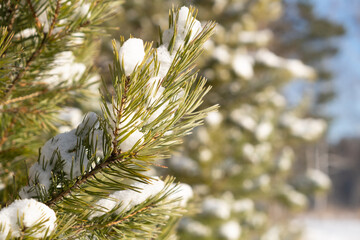 green spruce branches with white snow in winter.
