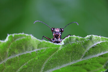 Spotted tiger beetles inhabit wild plants in North China