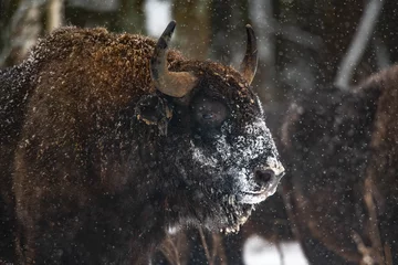 Foto op Plexiglas Europese bizon in het bos © Stanislav