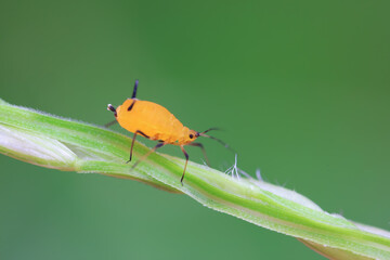 Aphids crawl on green plants