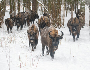 European bison in the forest © Stanislav