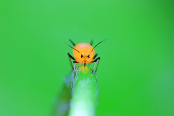 Aphids crawl on green plants