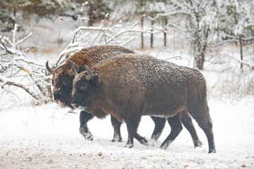 European bison in the forest