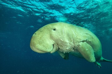 dugong sea cow underwater