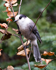 Gray Jay bird photo stock. Grey Jay close-up profile view on a branch with a blur background in its environment and habitat, displaying grey feather plumage wings and tail. Picture. Portrait. Image.